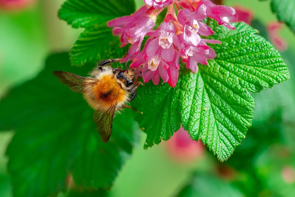 hummel